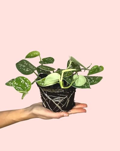 Scindapsus Pictus Argyraeus | Plantas Naturales Interior | Pur Plant