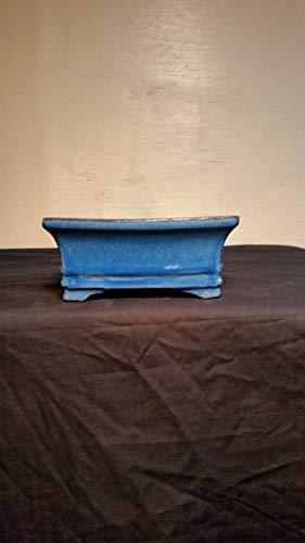 PLAT FIRM Germination Seeds: 6