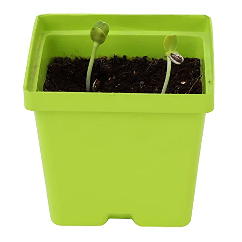 Giftonetree Seasonal Flower Grow Kit - 6 DIY Kit + 6 Gift Bags - Best Return Gift For Kids Birthday Party (Seasonal Flower Kit, 6, count)