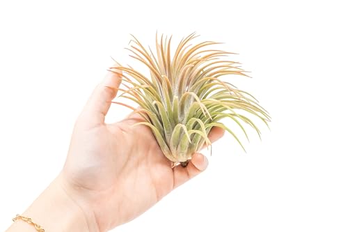 Air Plant Shop 5 Pack XL Tillandsia Ionantha Rubra- Wholesale and Bulk - Succulents - Live Tillandsia - Easy Care Indoor and Outdoor House Plants