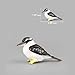 Warmtree Simulated Macaws Kingfisher Blue-Footed Booby Model Realistic Plastic Parrot Figurines Bird Action Figure, Set of 6