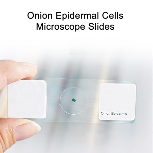 25 Objektträger mit Proben, vorbereitete Objektträger, vorbereitete Objektträger für Mikroskopproben, vorbereitete Objektträger aus Glas für das biologische Wissenschaftslabor, die Ausbildung