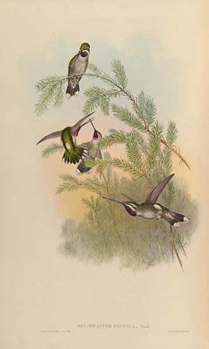 Affiche impression prints toile oiseau pour habiller un grand mur de salon
