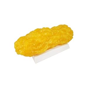 Human Fat Muscle Replica Model – 1 lb, voor fitnessliefhebbers, voedingsdeskundigen, atleten om hun gezondheid te behouden en hun lichaamsbouw te verbeteren