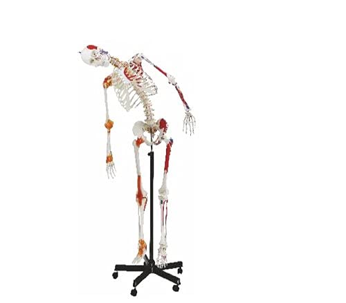 BTC INSTRUMENTS Human Skeleton with Muscle Insertion & Ligaments with Flexible Spine