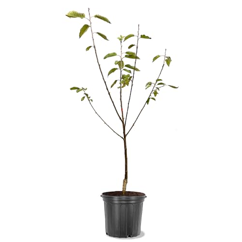 Lapins Cherry Tree, High-Yield, Self-Pollinating Variety with Sweet, Juicy Cherries, 5 gal. Nursery Pot, 3-4 ft. Tall (Due to Agricultural Laws, we Cannot Ship to CA, AZ, AK, or HI)