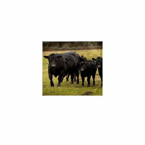 3dRose 11x12 Wash Cloth for Face and Body - Skagit Valley, Washington State. Cows in The rain. Cattle