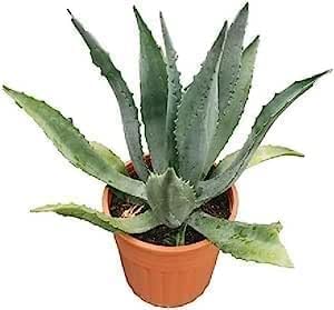 Agave américaine de 30-35 cm : plante succulente d'extérieur et intérieur en pot