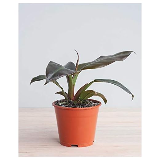 Philodendron Imperial Red (M)