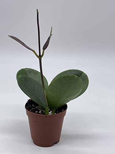 Hoya Australis In A 2 Inch Pot, Live Rooted Potted Tiny Mini Pixie Plant #TOP3