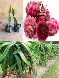 GOLDEN GLOW- DRAGON FRUIT/PITAYA (SELENICEREUS UNDATUS) LIVE PLANT “PINK COLOUR”