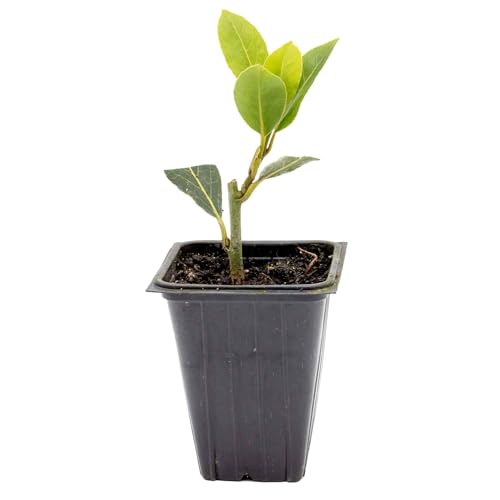 1 Bay Laurel (Laurus nobilis) – Aromatic Edible Evergreen Tree or Shrub for Hedges & Culinary Use | 3.5” Nursery Cubes, Ready-to-Plant Live Starter Plants