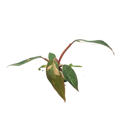 Live Plant - Philodendron Pink Princess, 4-6” Tall 2” Plug - 1ct - Live Arrival Guaranteed - House Plants for Home Decor & Gift