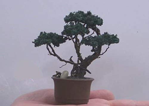 葢~j~ ^i{̐Ał͂܂jhC~