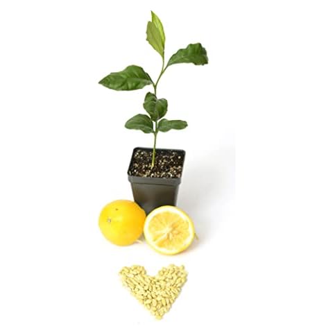 Gerald Winters and Son Meyer Lemon Tree - XL. Citrus x meyeri. 5'' - 8'', Green Cover