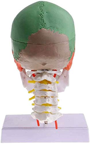 Modèle De L'Anatomie De L'Anatomie Humaine du Squelette De Matériel Médical Os Peinture Sculpture Cervicale Inquiring