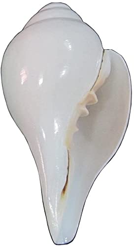 Exclusive Global Religious Hindu Puja Blowing Conch (Bajanewala Puja Shankh) 3" Home Temple Diwali