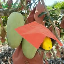 Fruit Guard's Mango Protection Growth Paper Covers and Bags (Pack of 20)-image-47
