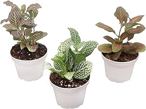 Three Fittonia Nerve Plants Red White Pink in 2 inch pots