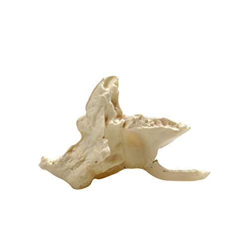 Image of Parco Scientific PB00157 22-Part Totally Disarticulated Plastic Skull