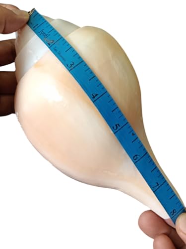 Image of Divine Harmony: Jellybean Retails Vamavarti Original Loud Blowing Shankh|Conch For Pooja (Size Guarantee - Quality Matters)
