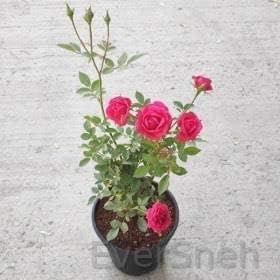 See full amazon price history chart for EverSneh Real Live Desi Pink Rose Gulaab Flora Plant For Garden Live Plant With Black Pot All Season Flowering Plant EverSneh Real Live Desi Pink Rose Gulaab Flora Plant For Garden Live Plant With Black Pot All Season Flowering Plant (B0B6W7Y8B3) Amazon Price History, Amazon Price Tracker