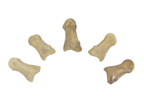Five Assorted Real Deer Toe Bones
