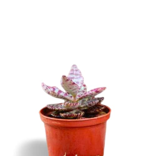 Creative Farmer Succulent Plant Kalanchoe-Humilis-Desert-Surprise Live Office Plants - Room Decoration|Table Decoration (Healthy Plant)