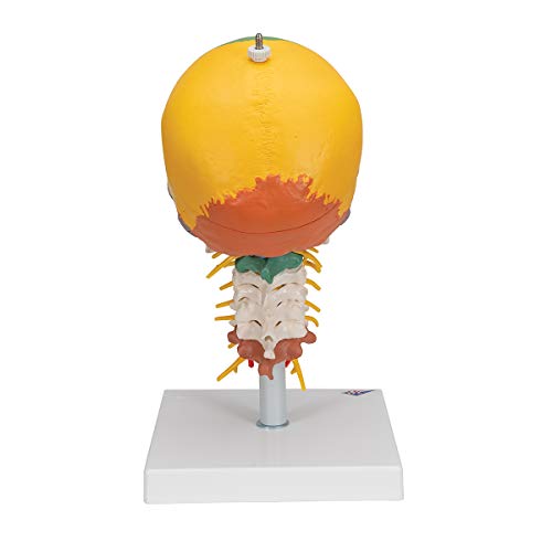 Mini Cranio Umano 3B Scientific A18/15 In 3 Parti Con App 3D E Realtà Aumentata - Modello Anatomico Con Software Incluso