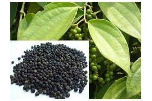Fresh From Farm: Black/White Peppercorns (Piper nigrum) 25 Seed Kit