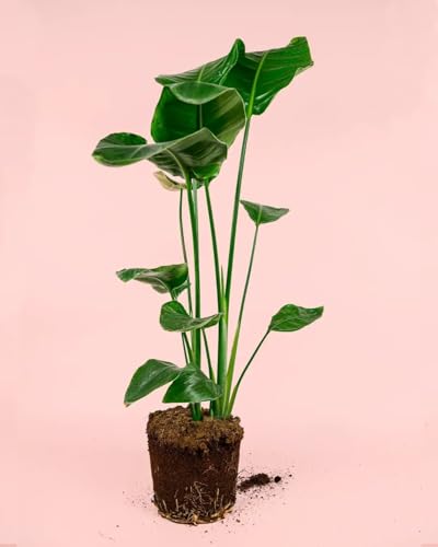 Strelitzia Nicolai | Plantas Naturales Interior y Exterior | Pur Plant