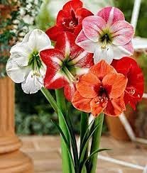 lily bulbs for all season india, Highgermination (Pack of 5) (B0CM6JLYYS) Amazon Price History, Amazon Price Tracker