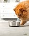 lionto Futternapf aus Edelstahl, 600 ml, lebensmittelechter Hundenapf mit rutschfestem Silikonboden, rostfreier Wassernapf für Hunde und Katzen, spülmaschinenfest