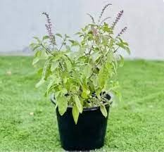 PlantaZee Live Ayurvedic Tulsi Live Plant with Pot Holy Basil plant Rama tulsi for Home Garden With Pot (B0CTMGD1ML) Amazon Price History, Amazon Price Tracker