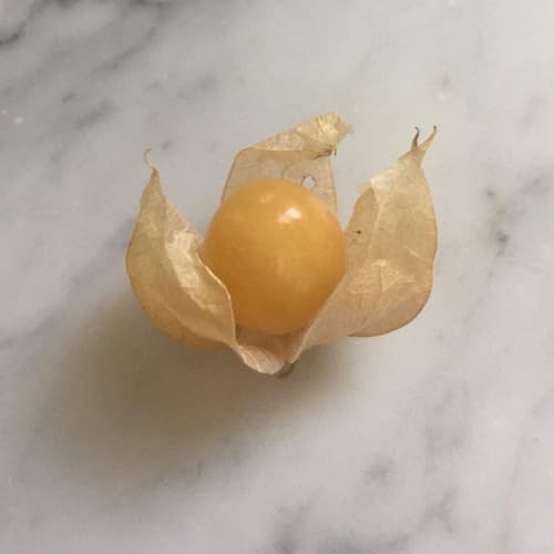 Pineapple Ground Cherry (25 Seeds)