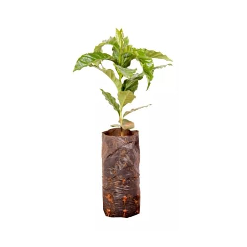 Genérico, Kit 5 Mudas de Cafe Arabica 20 a 40cm AMK - Plantas Online