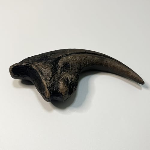 Image of 5.1 inches Nanotyrannus Dinosaur Life Size Foot Claw Fossil Replica