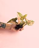 Pur Plant