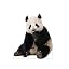 Giant Panda