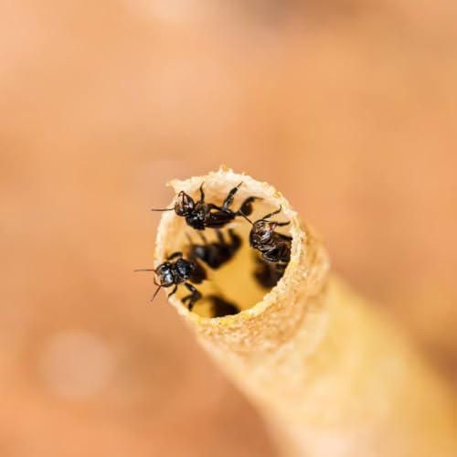 Miel Agria de Abeja Sin Aguijón Gelam 360 g miniatura 6