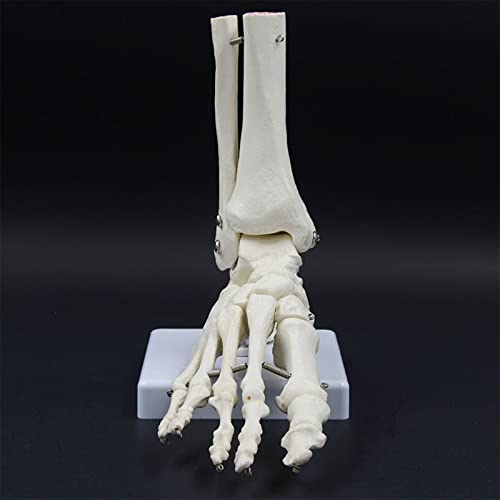 Squelette d'anatomie médicale articulé avec base stable pour étude ostéologique