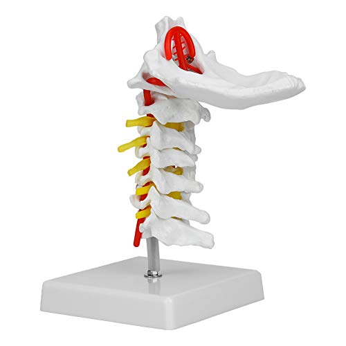 Modèle de nerf et colonne cervicale avec artère carotide pour anatomie