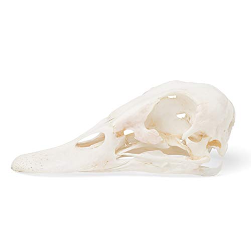 Image of 3B Scientific GmbH T30072 Duck Skull