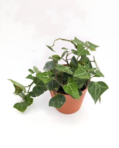 Image of LIVE PLANT (SMALL, ENGLISH IVY)