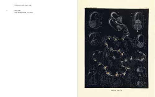 Art Forms from the Abyss: Ernst Haeckel's Images from the HMS Challenger Expedition