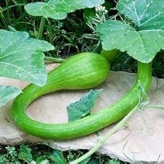 ENVIDESO  Climbing Zucchini, 100 Seed Trombocino, Rampicante, Italian Trom quah