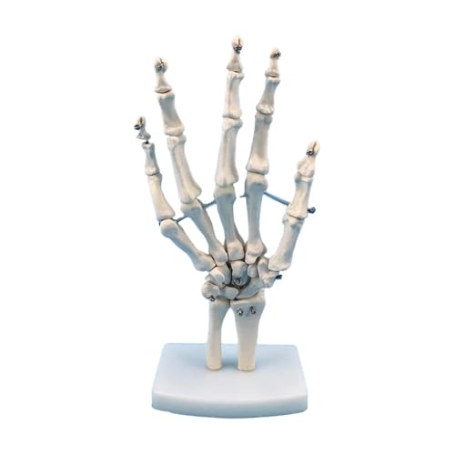 ֐߃f lԂ̎̉Uw ֐߉UwIif z[fXN GQlA[g