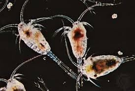 10x Live Copepods 100ml, Live Fish Food for Tropical Marine Fish Treat