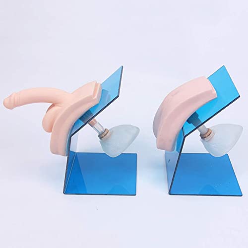 Modelo de cateterismo uretral - Maniquí médico para entrenamiento sanitario y simulación de anatomía para educación básica