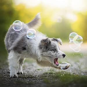 Miniatura 4 de Burbujas perfumadas de tocino y mantequilla de maní para perros, una botella de 8 onzas de cada una. 100% no tóxico, sin desgarros y seguro para